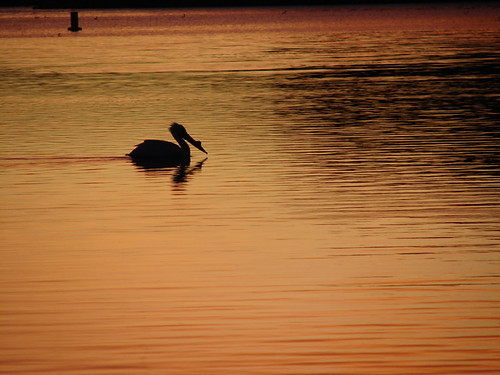 lake newmexico sunrise pelican nm elephantbutte
