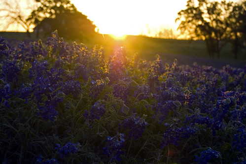 morning light flower field sunrise licht texas feld bluebonnet ennis blume stateflower