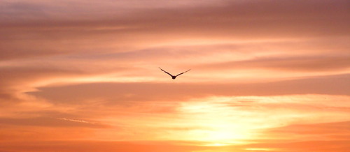 sunset sky orange color bird june evening pier wings peaceful portangeles 70s edizhook