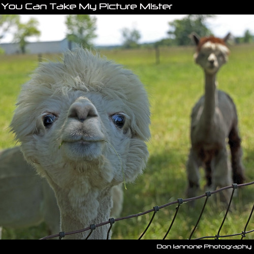ranch ohio alpaca nature animals fence countryside spring farm pasture springtime vermilion sunnyday alpacafarm alpacaranch vermilionohio herdanimals doniannone summerbook june2009 doniannonephotography nikond2xcamera