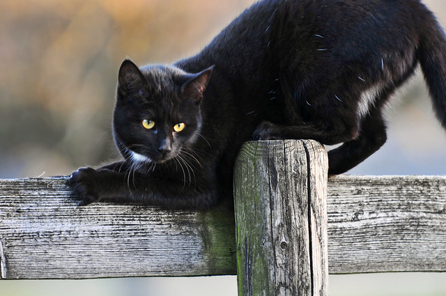 Playful black kitty