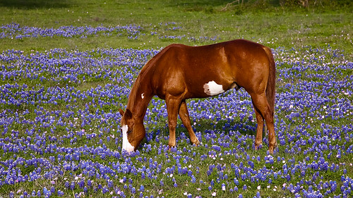 horse texas wildflowers bluebonnets whitmantx