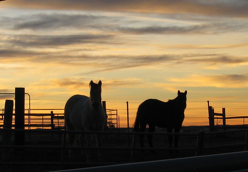ranch sunset horses clouds