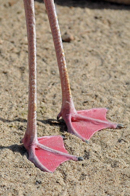 Flamingo Feet | Flickr - Photo Sharing!
