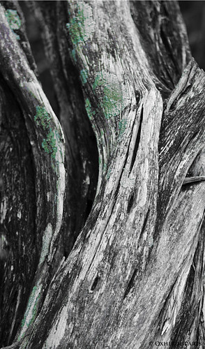 tree dead death poetry poem texas haiku tx cedar lichen texaswildflowers texashillcountry ashejuniper