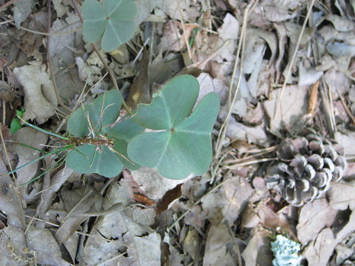 wild plants green oklahoma leaves bend beavers brokenbow idabel beaversbendstatepark beaversbendok