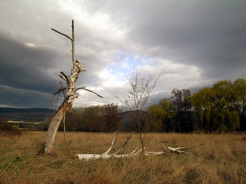 sky cloud tree broken field grass bark birch welcometokelowna