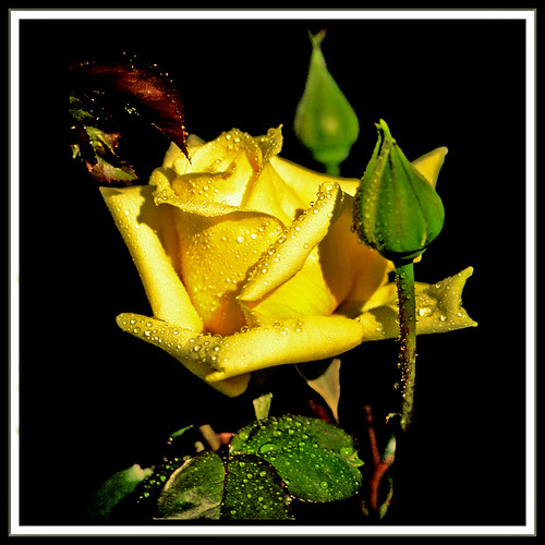 rose canon rosa yellowrose tamron amarilla canoneos400ddigital realnature m®©ãǿ►ðȅtǭǹȁðǿr◄© technicalecstasy marcovianna tamronaf70÷300mmf456dildmacro