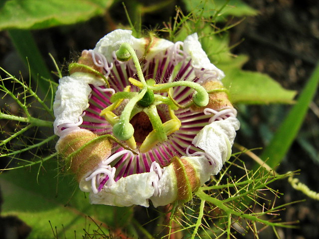 passiflora (Passiflora foetida) - a photo on Flickriver