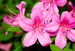 CC043 Pink Rhododendron