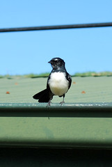 wagtail on roof