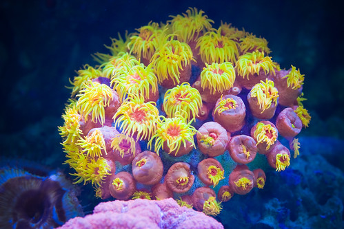 20d canon fishtank corals saltwater atlantisaquariums