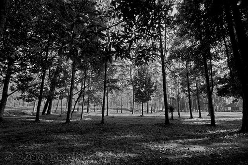 trees indonesia geotagged bandung westjava nikkor ciwidey campingground rancaupas teeje d5000 geo:lat=713982 geo:lon=107391732