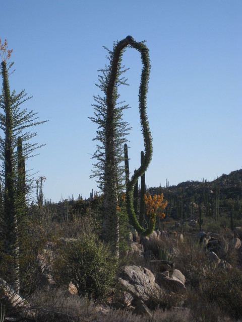 Boojum cactus