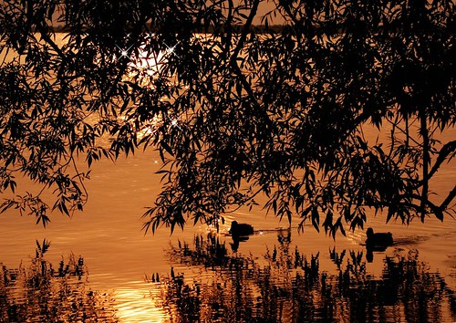 red black water sunrise reflections dawn ducks lakecouchiching orilliaontario couchichingbeachpark