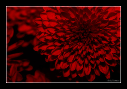 autumn red black flower photoshop indiana 2008 chrysanthemum psed michigancity falsecolor ineffable internationalfriendshipgardens cmwdred craigsorenson