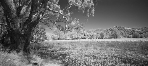 trees bw tree landscape geotagged australia victoria infrared geo:lat=371909008168262 geo:lon=145333883196545