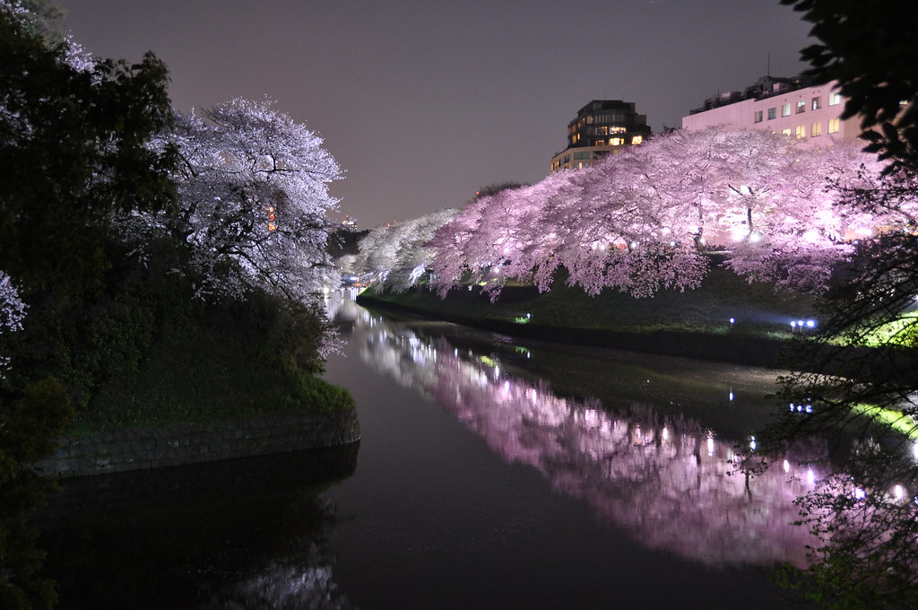 Sakura light-up at Chidoriga-fuchi in Tokyo 千鳥ヶ淵