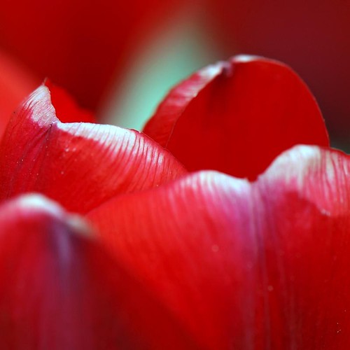 red rouge natur natura sonia rosso petali blütenblätter tulipe tulpe tulipano
