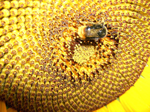 flower macro yellow flor bee amarillo eat giallo sunflower ape pollen comer abeja fiore girasole trentino girasol mangiare polline abeba civezzano