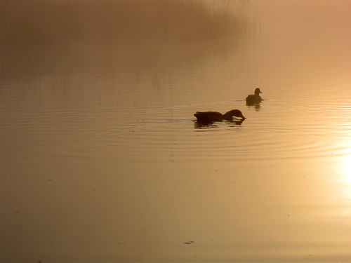 sun mist dutch fog sunrise duck foggy nederland thenetherlands zon friesland eend zonsopgang mistig fryslân woudsend wâldsein