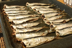 Freshly Caught (Fished Myself) Sardines