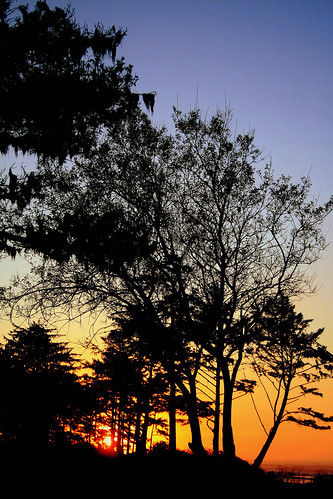 trees sunset nature silhouette oregon canon coast scenic pacificnorthwest oregoncoast 2008 canondslr yachatsoregon centraloregoncoast oregonsadventurecoast goldstaraward lincohncountyoregon