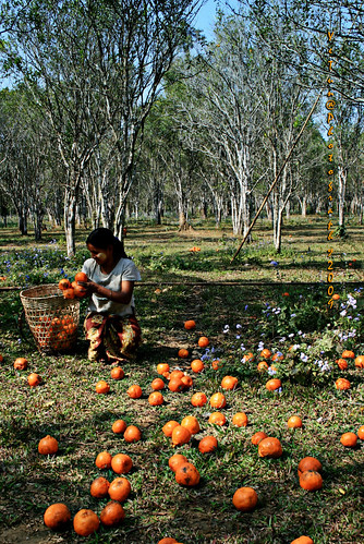 life travel light people orange tree nature girl fruit female work canon asia state farm upp pluck kachin myanamr earthasia