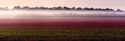 pink red mist cold misty sunrise foggy earlymorning australia perth swamp wa marsh westernaustralia landscapephotography bibralake