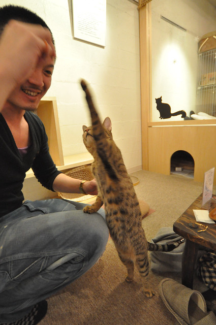 Cat Cafes - a gallery on Flickr