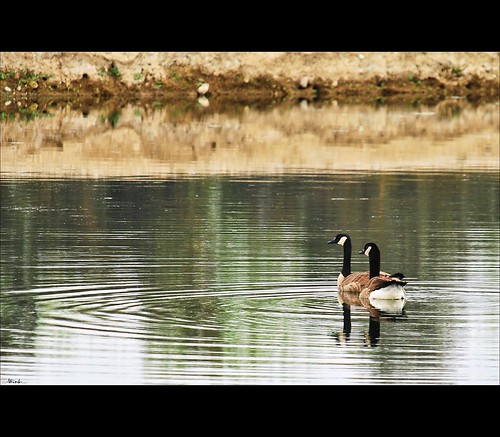reflection geese pond goose explore 23 fp sigma18200 nikond80