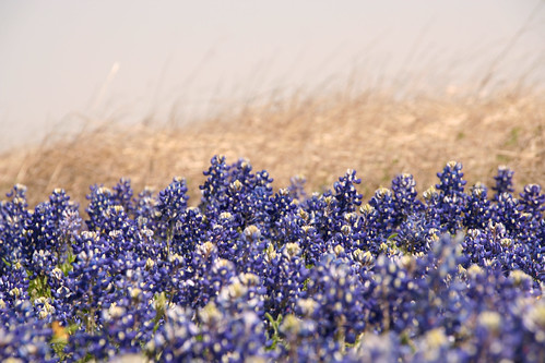 flowers landscape spring texas hay bluebonnets