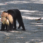 White-headed Capuchin monkeys