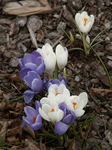 Frühling Blau Blume Blüte