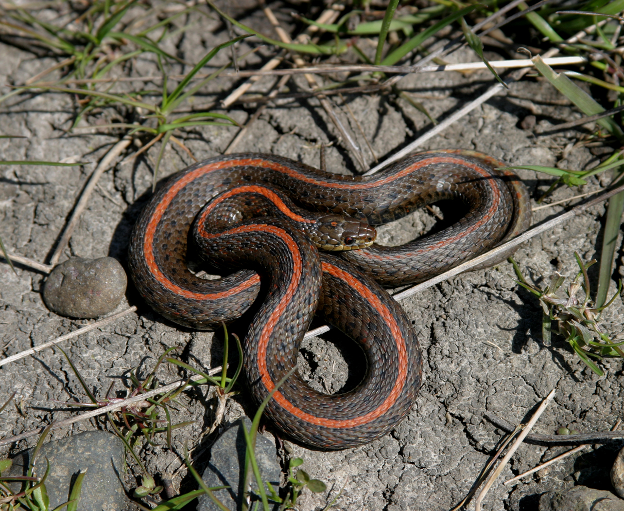 Black Snake With Orange And Red Stripes