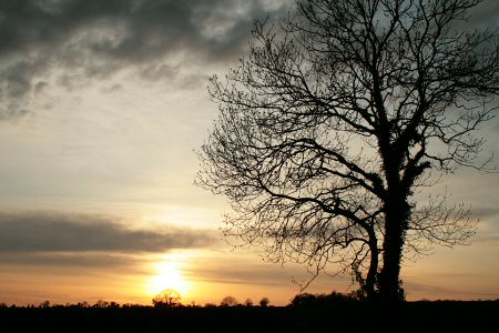 ireland sunset sky dublin tree clouds canon spring april lonely janepackard