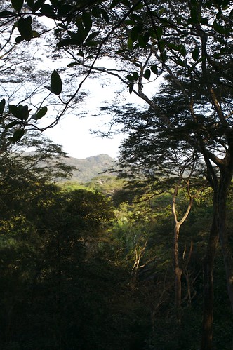 jungle panama