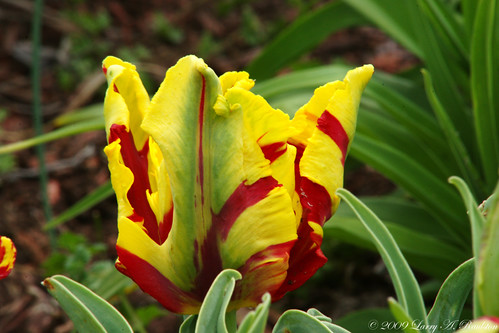 tulip redyellow
