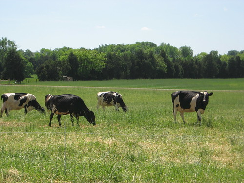 cow northcarolina organic dairy bovine holstein dairyfarm teague farmtour teaguefarmvisit reedyforkorganicdairyfarm