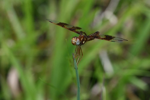 ga bug georgia insect dragonflies dragonfly birdsong odonata odonate birdsongnaturecenter
