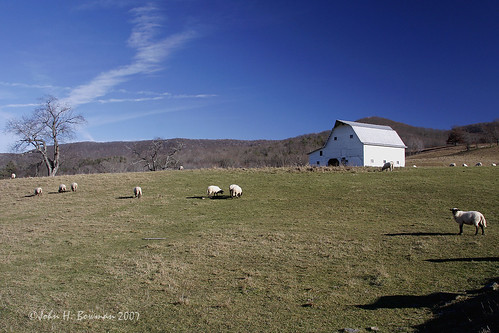 november winter animals sheep barns westvirginia blueskies tinroof 2007 smallanimals bartow mountainviews pocahontascounty november2007 majestictrees westvirginiabarns