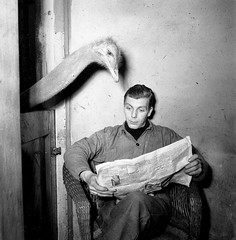 Artis struisvogel leest krant van oppasser / Ostrich reads newspaper of caretaker