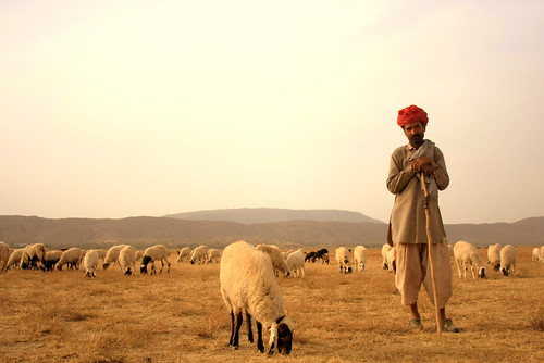 sunset india animals landscape village desert cattle cows shepherd wideangle turban herd jaipur rajasthan godhooli