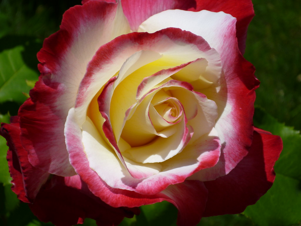 1/10 Double Delight rose