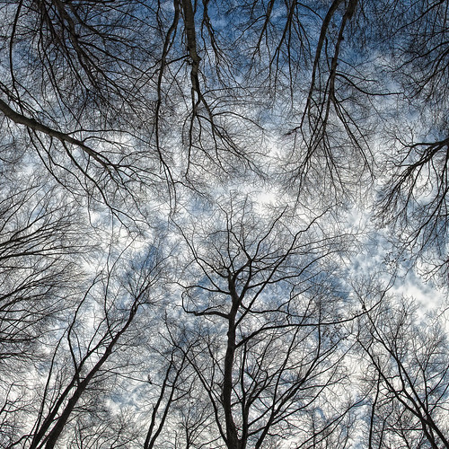 blue winter sky panorama plant black color tree topf25 colors weather clouds digital forest photoshop germany square de landscape geotagged iso200 vanishingpoint topf50 nikon colorful europe mood seasons cloudy tl perspective getty stitching cropped d200 f56 nikkor dslr stitched gettyimages upwards lightroom brühl northrhinewestphalia nikond200 18200mmf3556 manganite colorefexpro 500px 5raw 11500sec schlospark repost1 date:day=1 date:year=2009 format:orientation=square format:ratio=11 date:month=märz 11500secatf56 geo:lon=6905143 geo:lat=50825003 schlosparkbrühl repost2