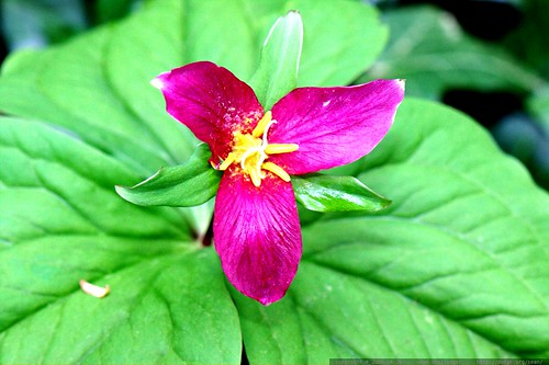 bizarre fuchsia trillium flower    MG 2555