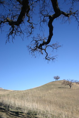 california oak clayton