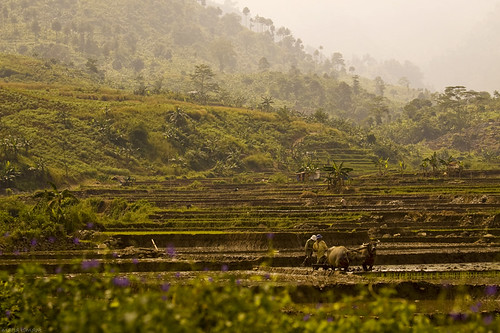 canon indonesia landscape paddy manatwork farmer westjava agriculture ricefield waterbuffalo sentul 50d kebo canonef70200mmf4lisusm mariaismawi