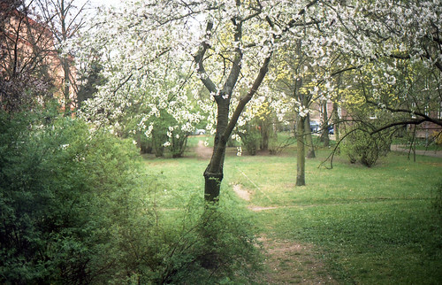 tree film window 35mm vintage spring cross dream olympus om process om2