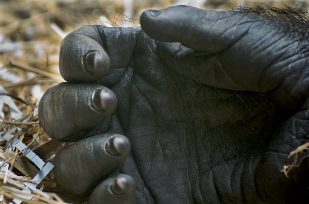 Gorilla Hand | Hand of Zuri, one of the Gorilla's at the Cal… | Flickr